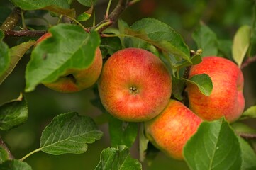 Obraz premium red Topaz apples hanging on a tree in autumn