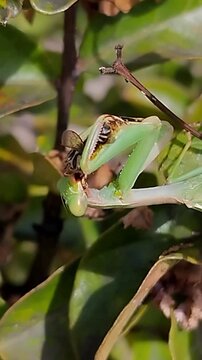 Mante religieuse en train de d&eacute;vorer une abeille