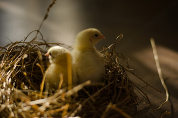 little yellow fluffy ball of chicken