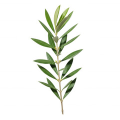 Obraz premium Green olive branch with small yellow blossoms isolated on a transparent background leaves