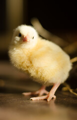 little yellow fluffy ball of chicken
