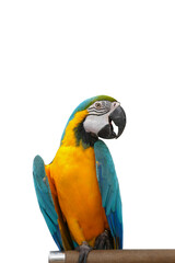 Blue and gold macaw bird Pets are people's friends macaw parrot free flying bird .