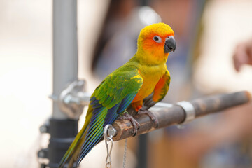 sun conure parrot free flying bird