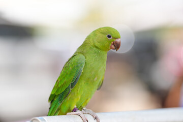  Ringneck  green parrot free flying bird