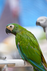 hahn macaw parrot free flying bird