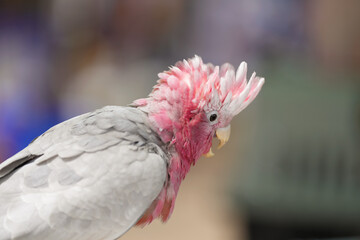 cockatoo Galah parrot on a branch parrot free flying bird .