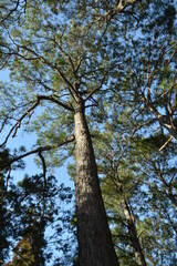 Obraz premium Pinus taeda, the loblolly pine, is an evergreen conifer native to the southeastern United States with reddish brown bark and three needle clusters. Photographed in Korea.