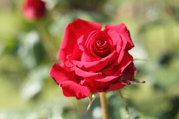 Red Rose Blooming in a Garden During a Sunny Afternoon in the Summer