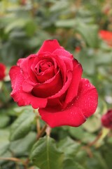 Close-up of Beautiful Red Rose With Water Droplets Blooming in a Garden During the Daytime