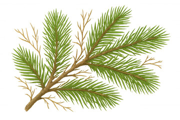 Evergreen pine branch illustration, spruce tree twig design element for christmas celebration or winter season decor, transparent background