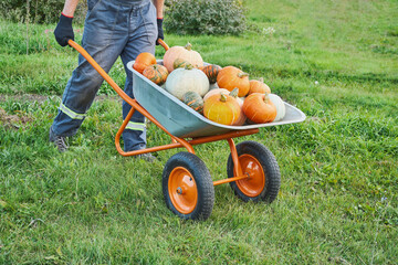 Caucasian farmer transporting harvested pumpkins in garden using orange wheelbarrow