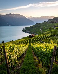 Vineyard panorama at sunset