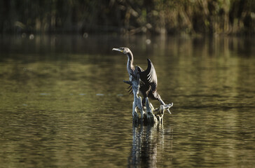 Cormorant on the water wild wildlife nature animal 