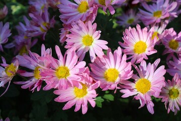pink and white chrysanthemum, beautiful flowers in the garden