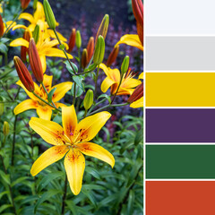 A palette of colors for design. A combination of shades for interior decoration. Beautiful yellow lily in a summer garden. Close-up photos of flowers in nature.