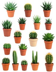 Assorted succulents and cacti in terracotta pots