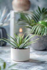Obraz premium Lush Green Succulent in Minimalist White Pot Surrounded by Indoor Plants Creating a Serene Home Decor Atmosphere
