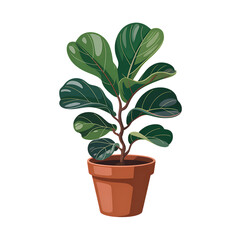 Fiddle leaf fig plant in a terracotta pot on black background