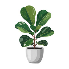 A fiddle leaf fig plant in a white pot against a black background