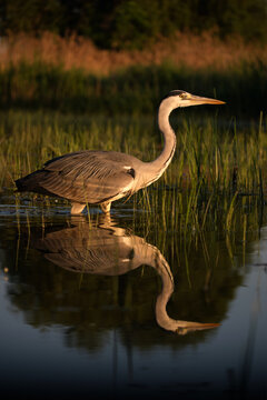 Grey heron fishin in lake during sunset with reflection