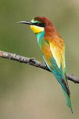 Bee eater sitting on perch