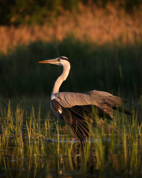 Grey heron fishing in lake during sunset