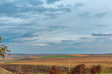 the field of wheat and blue sky