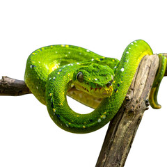 Obraz premium Green Snake in Mid-Motion Curling Around Wooden Branch, Dynamic Perspective, Transparent PNG
