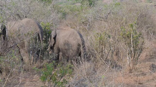 Elefantenmutter mit Elefanten Baby im Busch vom Kr&uuml;ger National Park - Kruger Nationalpark S&uuml;dafrika