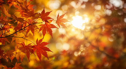 Fototapeta premium Closeup of vibrant orange maple leaves illuminated by sunlight 
