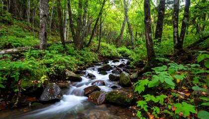 Fototapeta premium Lush forest stream scene