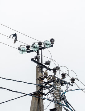 Glass insulators and wires on an electric pole and birds sitting on the wires