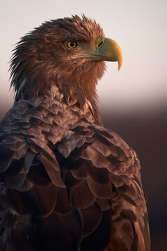 Portrait of white tailed eagle sitting in sunset
