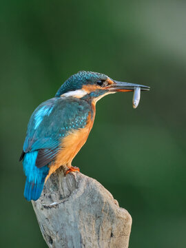 Kingfisher sitting on perch with fish
