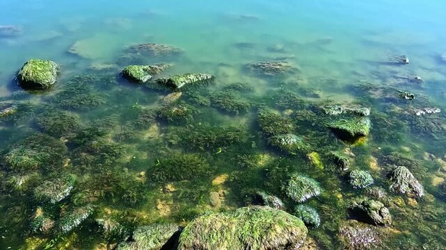 Green algae Enteromorpha intestinalis grows on rocks near the shore