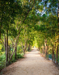 Naklejka premium avenue of trees in the park