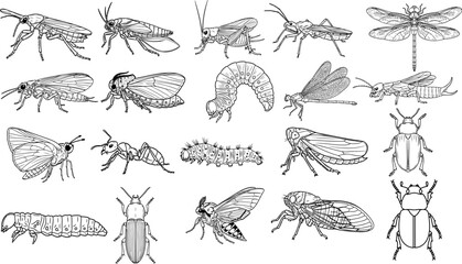 Vector art of assortment of insects