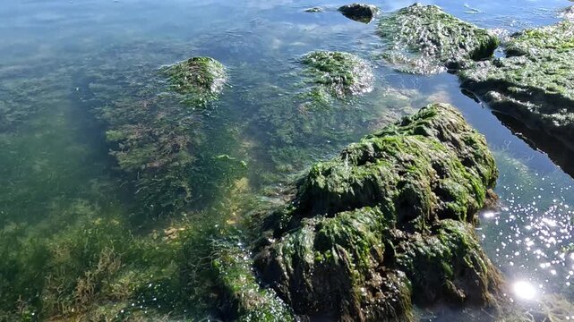 Green algae Enteromorpha intestinalis grows on rocks near the shore