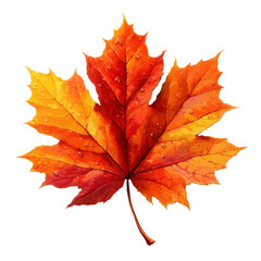 Fototapeta premium Vibrant maple leaf showcasing stunning gradient of orange and yellow hues, adorned with droplets of water, isolated on pure transparency background, evokes sense of autumn beauty and freshness