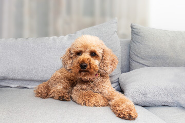 Cute brown poodle dog resting on comfortable sofa, copy space