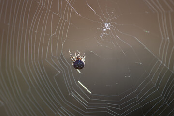 Gartenkreuzspinne (Araneus diadematus) im Radnetz, Makroaufnahme einer Gartenkreuzspinne beim Reparieren ihres Netzes mit feinen Fäden im Morgenlicht.