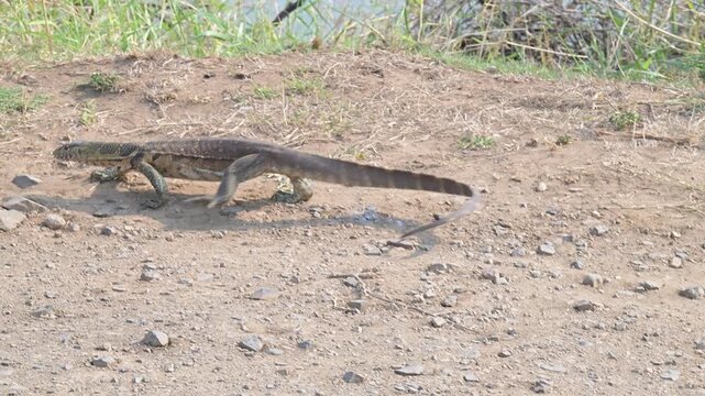 Wasserwaran oder Nilwaran, genannt im Kr&uuml;ger National Park - Kruger Nationalpark S&uuml;dafrika