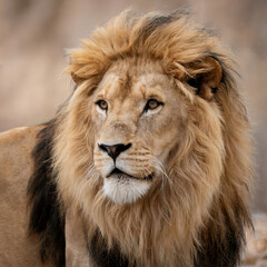Fototapeta premium Powerful Male Lion Portrait With Golden Mane In Natural Wildlife Savannah