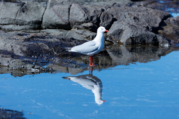 Photograph of a Silver Gull standing in sea water along a rugged coastline near the town of Shellharbour in the Illawarra region of NSW, Australia.