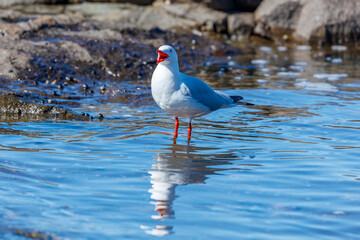 Photograph of a Silver Gull standing in sea water along a rugged coastline near the town of Shellharbour in the Illawarra region of NSW, Australia.