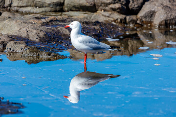 Photograph of a Silver Gull standing in sea water along a rugged coastline near the town of Shellharbour in the Illawarra region of NSW, Australia.
