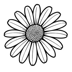 Black and White Daisy Flowers Vector Illustration - Detailed Line Art Drawing