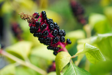 Detailed image capturing the rich color and texture of pokeweed berries clustered on a bright pink stem, surrounded by soft-focus green leaves, highlighting natural beauty.
