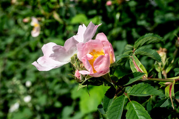 wild rose
