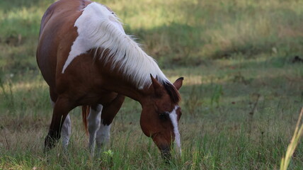 brown and white horse eating grass
